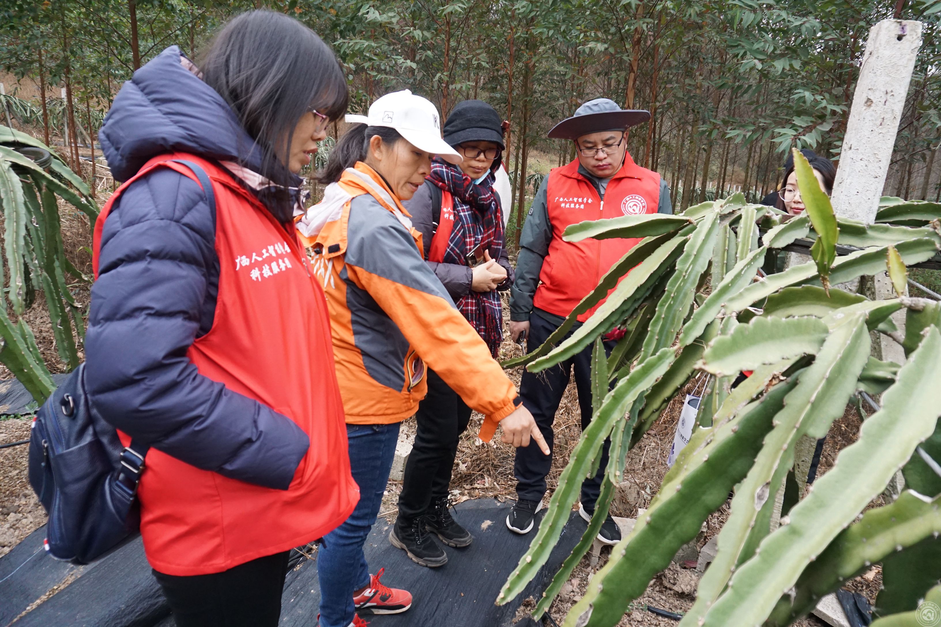 绿色产业繁荣新动力，苗木种植技术咨询服务引领发展,随着我国经济的迅猛增长和生态文明建设的不懈努力，苗木产业作为国民经济中不可或缺的一环，正面临着前所未有的发展机遇，在这一过程中，技术难题往往成为制约产业发展的关键瓶颈，为助力广大苗木种植者破解实际难题，提升种植效率，降低生产成本，专业的苗木种植技术咨询服务应运而生，本文将深入探讨苗木种植技术咨询服务的内容、优势，以及如何挑选适宜的咨询服务。,苗木种植技术咨询服务,技术咨询,技术咨询服务,第1张