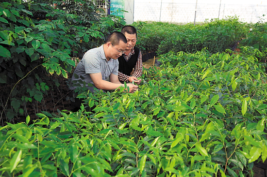 鄢陵苗木技术咨询推动产业升级转型,鄢陵苗木技术咨询,技术咨询,提供技术咨询,第1张